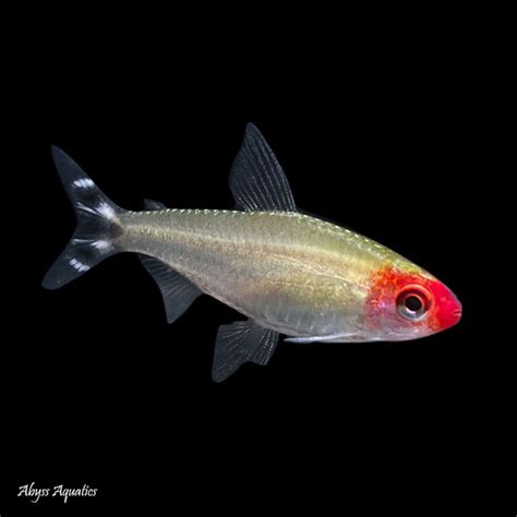 rummy nose tetra fast professional service conditioned  healthy