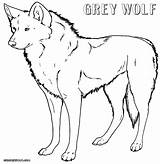 Wolf Coloring Pages sketch template