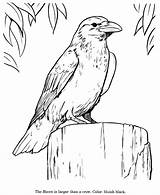 Bird Ravens Adult Realistic Crows Searchlock Honkingdonkey sketch template