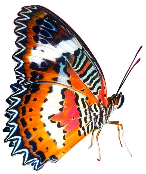 butterfly png colourful  big size transparent background
