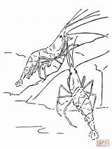 Garnelen Colorare Ausmalbilder Ausmalbild Gambero Crevettes Garnele Ausdrucken Shrimps Crostacei Coloriages sketch template