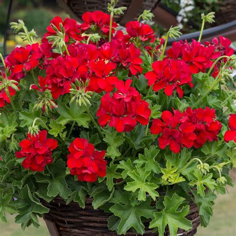 award winning red geranium plants richard jackson garden