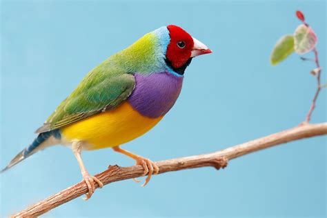 colorful birds    world worldatlas