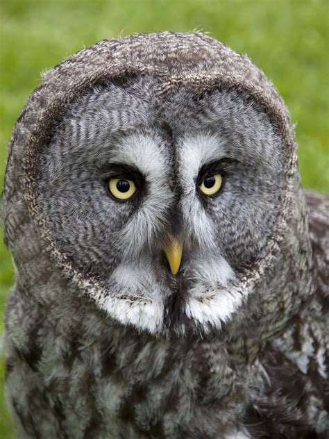 file great grey owl 2 4570453977 wikimedia commons