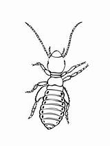 Piolho Colorir Inseto Piojo Dibujo Laus Desenhos Insects Louse Insecto Gratis Ausdrucken sketch template