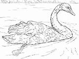 Swans Colorare Whooper Trumpeter Cigni Supercoloring Sirius Fresco Designlooter Drawings sketch template