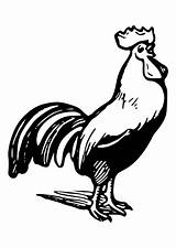 Coloring Rooster sketch template