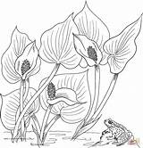 Coloring Calla Pages Water Lilies Printable Arum Lily Color Flower Wild Sheets Print Drawings Online Designlooter Adult Choose Board Animals sketch template