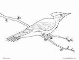 Pileated Woodpecker Crista sketch template