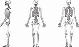 Humano Ossos Esqueleto Anatomia Humana Desenhar Esquelético Montar ângulos sketch template
