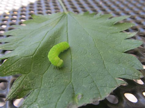 gruene raupe auf brennnessel schmetterlinge lepidoptera bestimmen