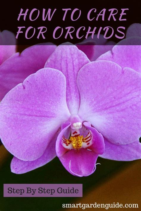 Stunningly Beautiful Orchids Easy Guide To Make Caring For Orchids