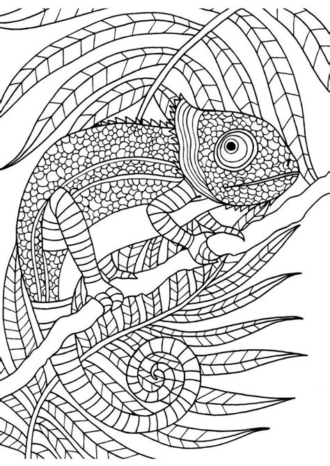 colouring pages  adults pinterest coloring kids animal coloring