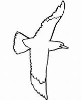 Seagull Coloring Drawing Seagulls Flying Pages Designlooter Clipartmag Swallow Tailed Getcolorings Getdrawings Color Clipart 745px 48kb Pag sketch template