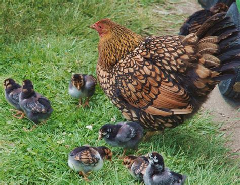 Breed Profile Wyandotte Chickens — A Top Backyard Choice Backyard
