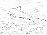 Requin Ausmalbilder Imprimer Buas Binatang Bullenhai Animaux Ausmalbild Ausdrucken Bouledogue sketch template