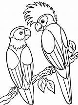 Papegaai Papagei Papegaaien Papageien Ausmalbild Stimmen sketch template