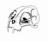 Skull Cat Drawing Getdrawings sketch template
