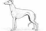 Greyhound Whippet Dogs  sketch template