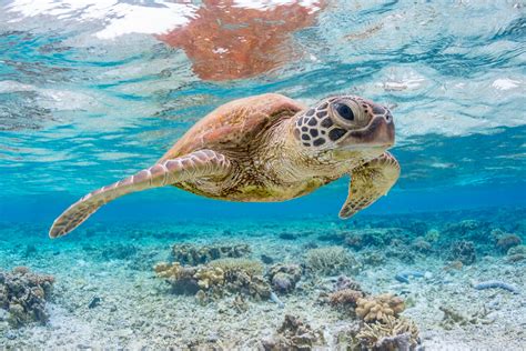 amazing animals   habitat    coral reef