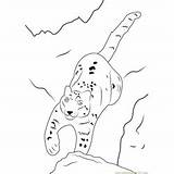 Snow Leopard Coloring Pages Maher Coloringpages101 sketch template