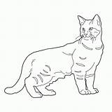 Gatos Pisica Colorat Planse Pixie Gatti Colorare Desene Imagini Pagine Gattino Pisici Ausmalbilder Katzen Gratuitamente Stampa Sagoma Gatto Animale Educative sketch template