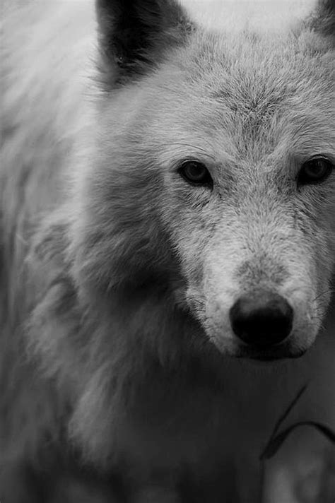 wolf face wolves pinterest wolf face