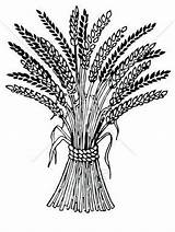 Wheat Coloring Pages Getreide sketch template
