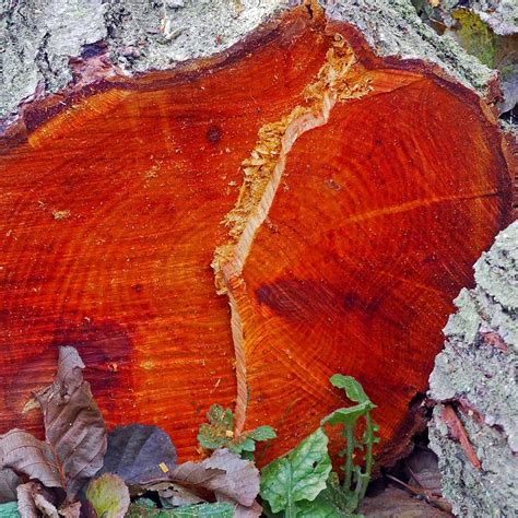red alder wood estudioespositoymiguelcomar