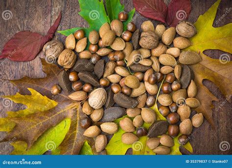 nuts  leaves stock image image  appetite circular