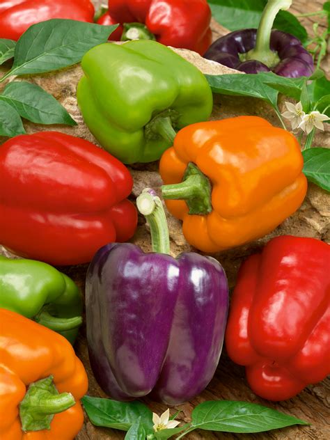 rainbow bell pepper blend morgan county seeds