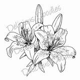 Lily Drawing Flower Tiger Tattoo Stargazer Sketch Lilies Line Tattoos Drawings Sketches Easter Lillies Coloring Draw Flowers Painting Outline Lilien sketch template