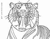 Tiger Coloring Sumatran Pages Yawning Based Phot Taken Source Off Line Drawing Designlooter sketch template