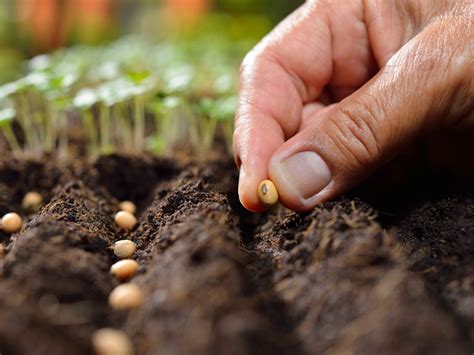 plant fresh seeds harvesting  planting seeds  season