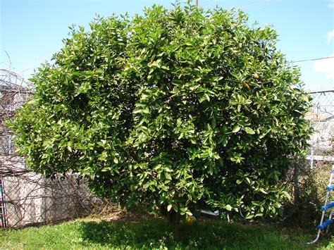 lime tree home remedies  herbal medicines