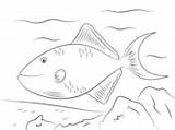 Triggerfish Coloring Toothed Red Reef Pages sketch template