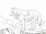 Wolf Coloring Pages Arctic Drawing Howling Wolves Realistic Print Snow Printable Animal Drawings Jam Tutorial Template Wolfs Wallpaper Colouring Line sketch template