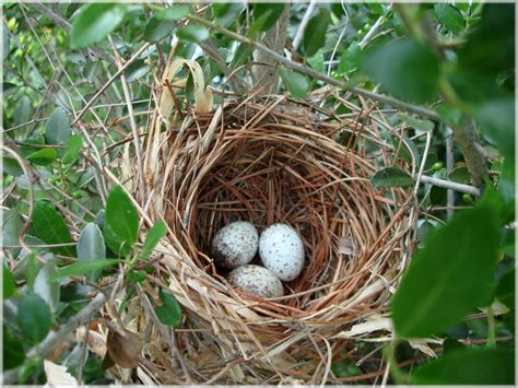 feathered nest nests   brain