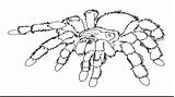 Spider Coloring Pages Tarantula Web Printable Print Kids Cute Clipart Drawing Color Carnage Spiders Big Book Spiderman Getdrawings Getcolorings Library sketch template