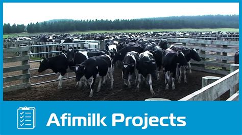 Afimilk® The World S Largest Dairy Farm Project In