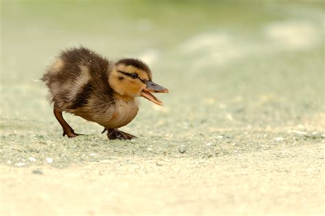 ein kleines zartes lebewesen foto bild tiere tierkinder