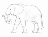 Elefante Africano Elefant Afrikanischer Elefanti Elephants Ausdrucken Stampare sketch template