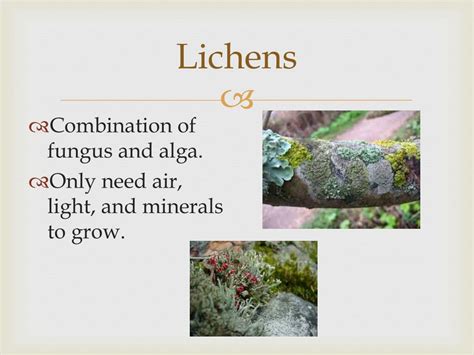 ppt fungi powerpoint presentation free download id 2001144