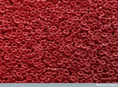 red blood cells photo biconcave disc shape internet