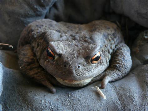 toad  stock photo public domain pictures