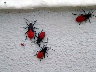 red  black bugs ufifas extension pinellas county
