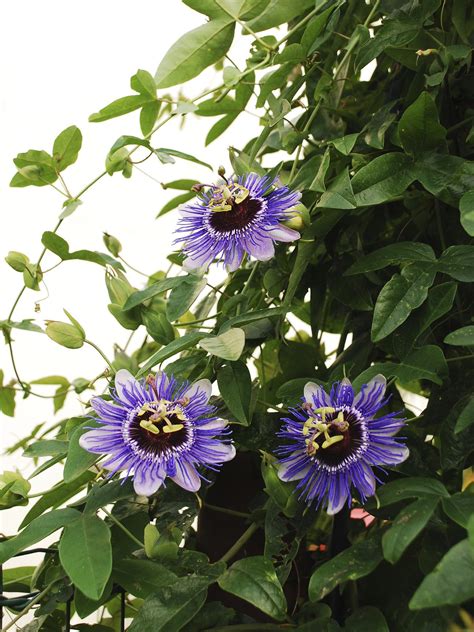 Feeding Passion Flower Vines How To Fertilize A Passion