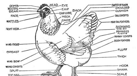 diagram   parts   chickens body including  names  description