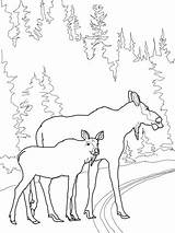 Alce Colorare Cucciolo Disegni Moose Calf Attraversano sketch template