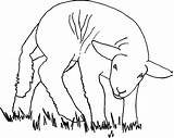 Ganado Porcino Mammals Prehistoric Aplicaciones Ganaderia sketch template